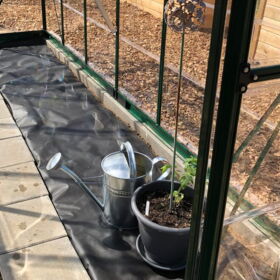 Die erste Tomatenpflanze zieht ein