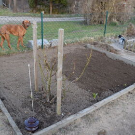 Der große Hund für mein kleines Beet
